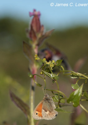 Small Heath