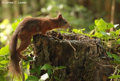 Red Squirrel