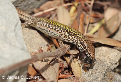 Common Wall Lizard