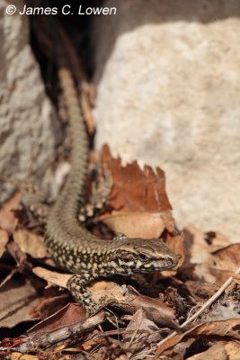 Common Wall Lizard