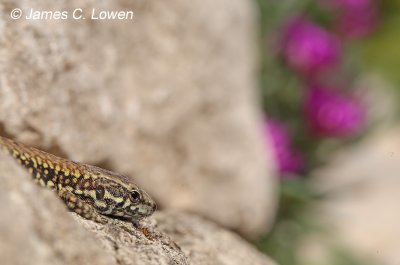 Common Wall Lizard