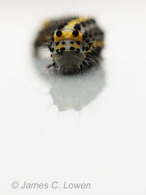 Figure of eight caterpillar