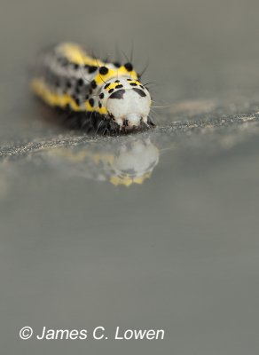 Figure of eight caterpillar