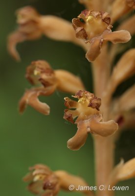 Bird's-nest Orchid