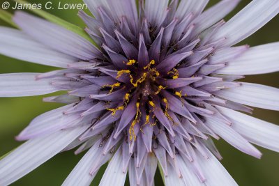 Salsify