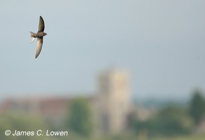 Common Swift