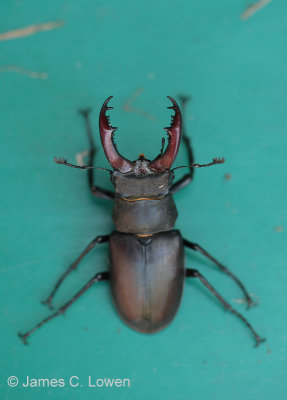 Stag beetle