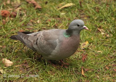 Stock Dove