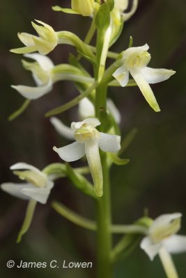 Lesser Butterfly Orchid