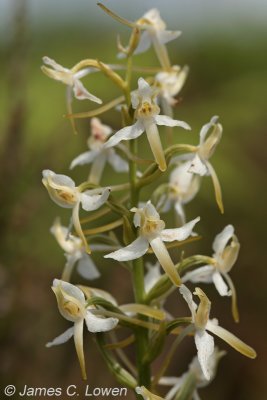 Lesser Butterfly Orchid