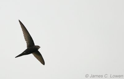 Common Swift