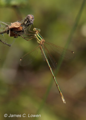 Southern Emerald Damselfly