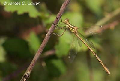 Southern Emerald Damselfly