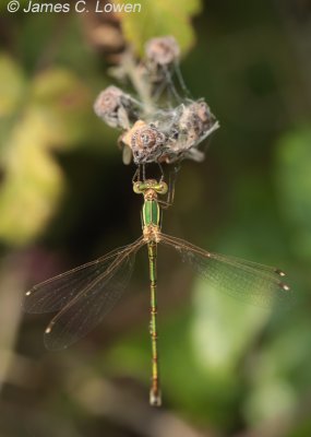 Southern Emerald Damselfly