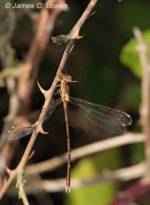 Southern Emerald Damselfly