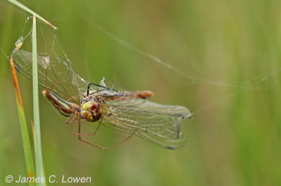 Common Darter