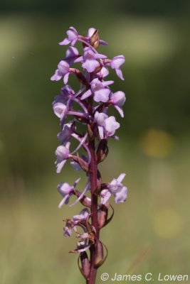 Chalk Fragrant Orchid