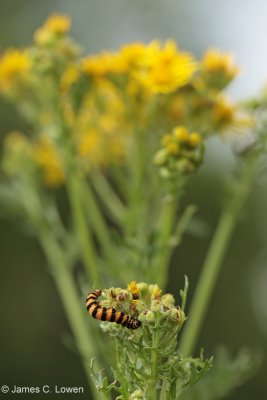 Cinnabar Moth caterpillar