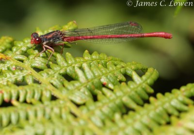 Small Red Damselfly