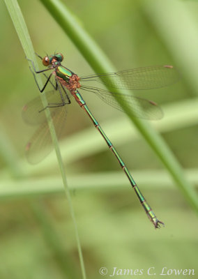 Common Emerald Damselfly