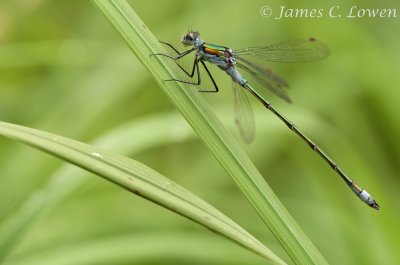 Common Emerald Damselfly