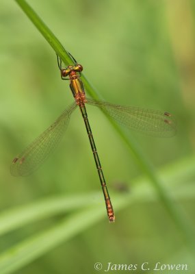 Common Emerald Damselfly