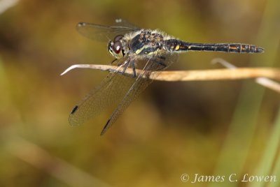 Black Darter