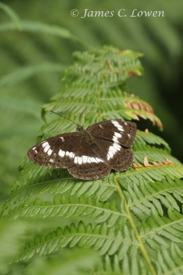 White Admiral