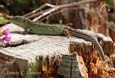 Sand Lizard