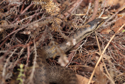 Smooth Snake