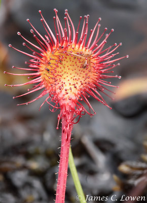 Round-leaved Sundew