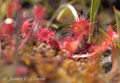 Round-leaved Sundew