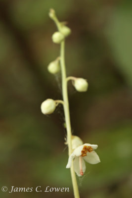 Round-leaved Wintergreen