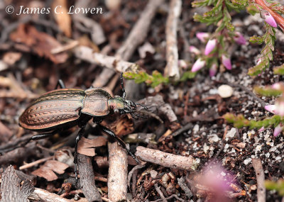 Moorland Ground Beetle