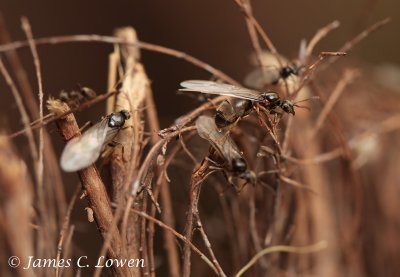 flying ants emergence
