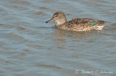 Eurasian Teal