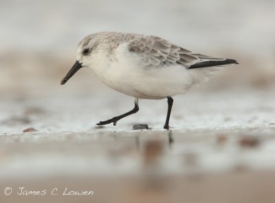 Sanderling