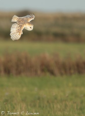 Barn Owl