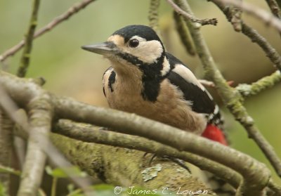 Great-spotted Woodpecker