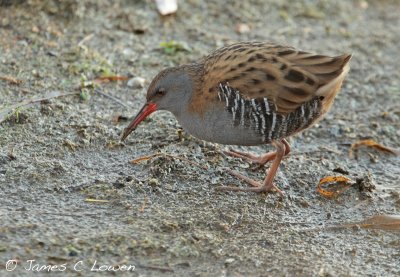 Water Rail