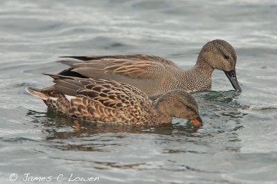 Gadwall