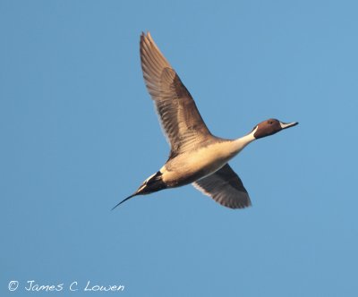 Pintail