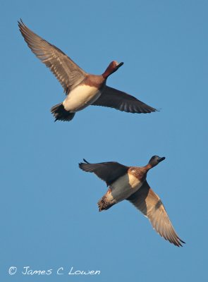 Wigeon