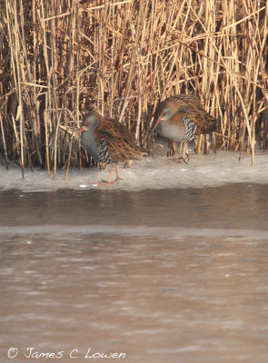 Water Rail