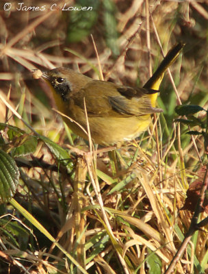 Common Yellowthroat