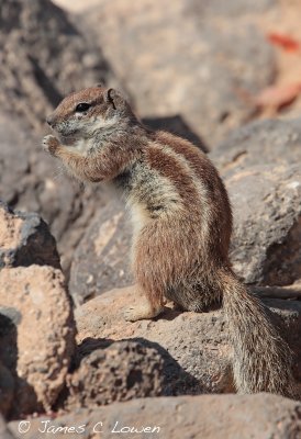 Barbary Ground Squirrel