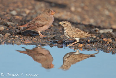 Trumpeter Finch & Lesser Short-toed Lark