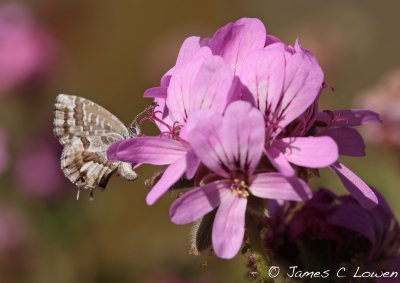 Geranium Bronze