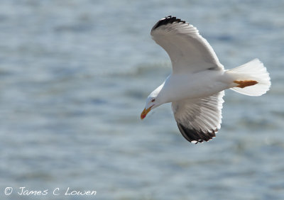 Yellow-legged Gull