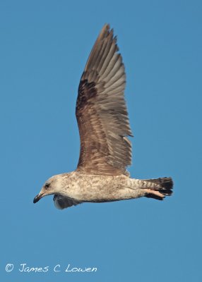 Yellow-legged Gull